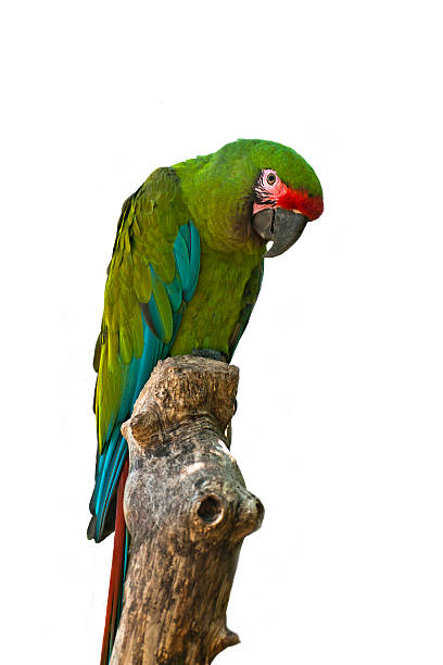 Red-fronted Amazon - Amazona autumnalis autumnalis