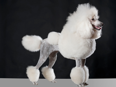 Portrait of a white Royal Poodle