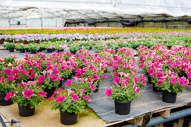 istock Cultivation of differen flowers in greenhouse 503400288
