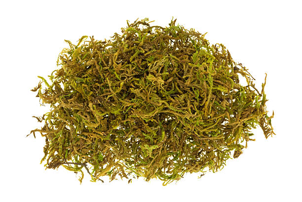 istock Small pile of floral moss 503400314