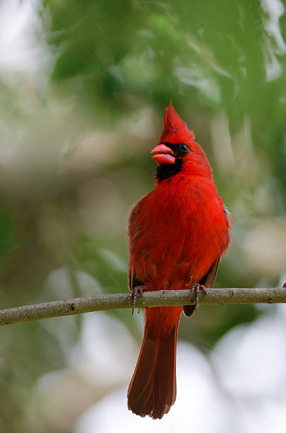 istock Male Northern Cardinal 503400605