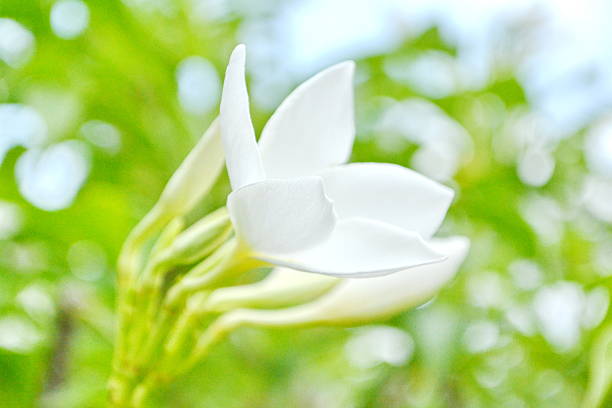 istock Bridal Bouquet Plumeria, White Frangipani 503401421