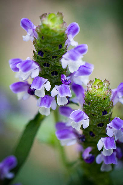istock Beautiful purple and white spike flower 503401755