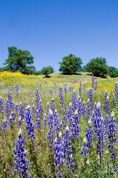 istock Lupines, California Poppies, and Oak Trees 503401843