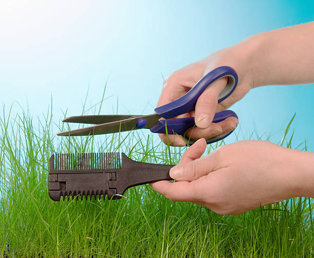 istock Cutting grass by hairdressing scissors 503402431
