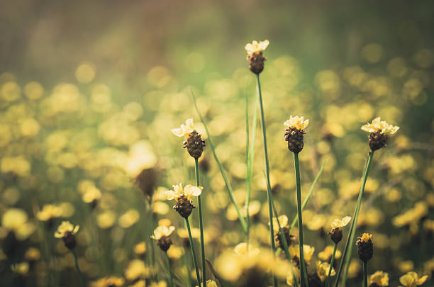 istock Xyris yellow flowers vintage 503402723