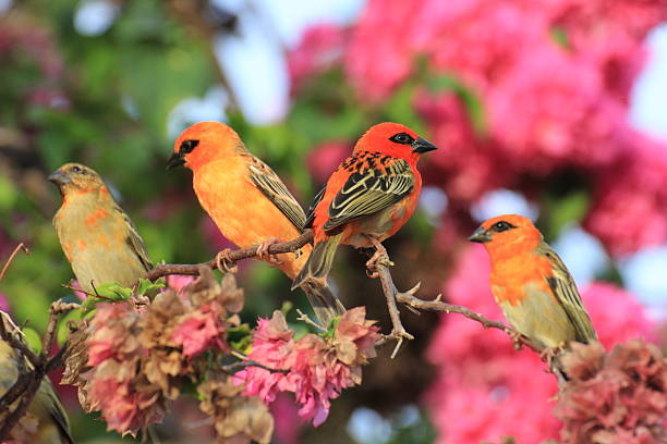 istock Foudi, Cardinal, Seychelles bird 503402755