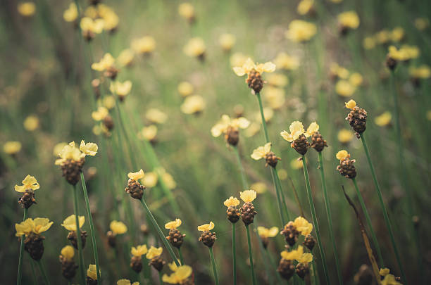 Xyris yellow flowers vintage Xyris yellow flowers or Xyridaceae wild flower in Thailand vintage xyridaceae stock pictures, royalty-free photos & images