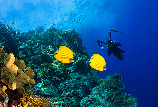istock Coral Reef Fish and SCUBA Diver 503402911