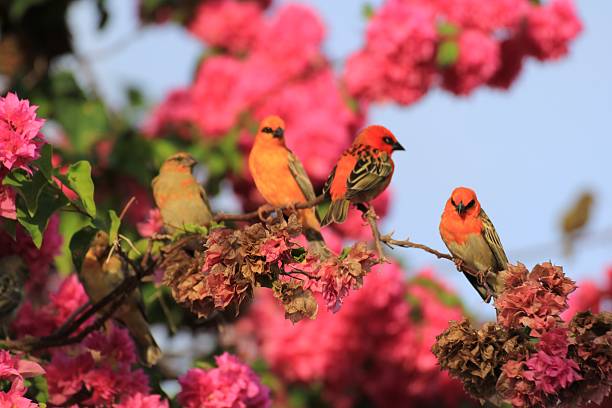 istock Foudi, Cardinal, , tropical birds 503403043