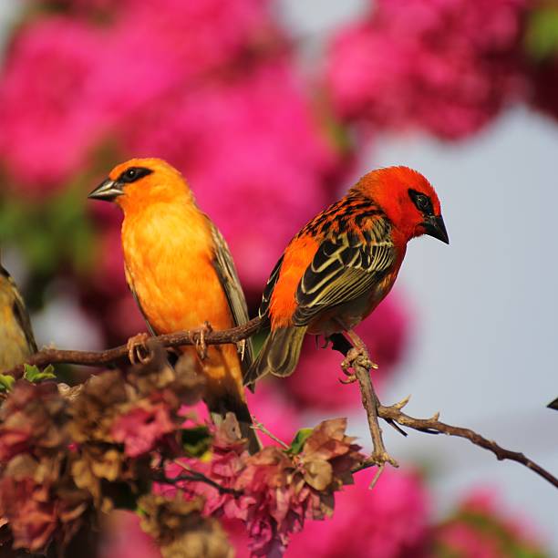 Foudi, Cardinal, Seychelles bird