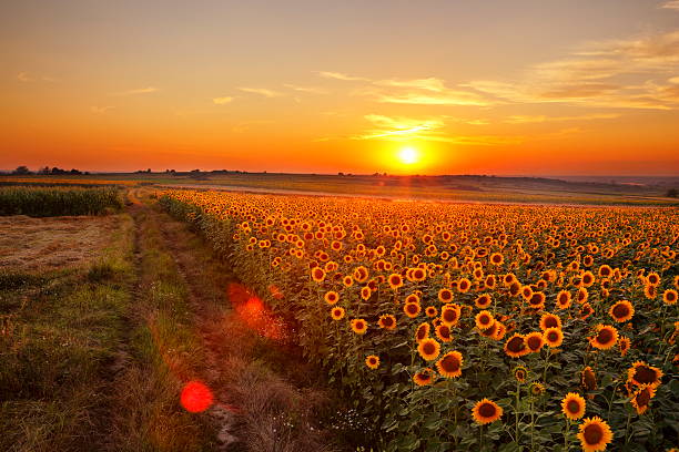 istock Sunset Landscape - XXXL 503403247