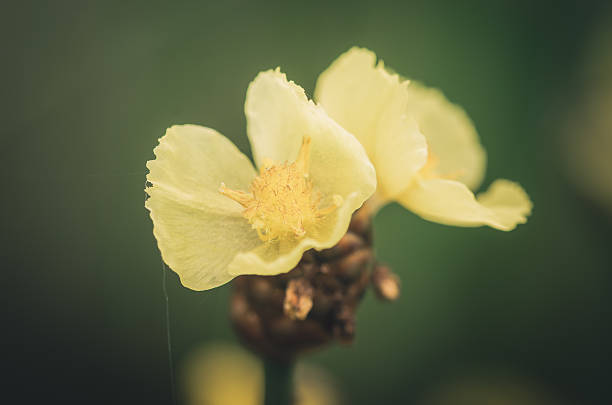 Xyris fleurs jaunes vintage - Photo