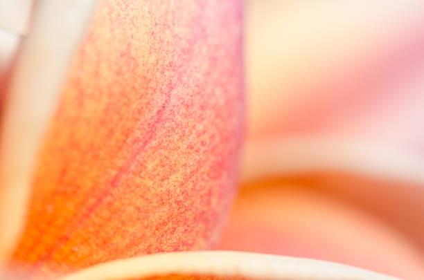 Soft background of pink Plumeria flower, macro.