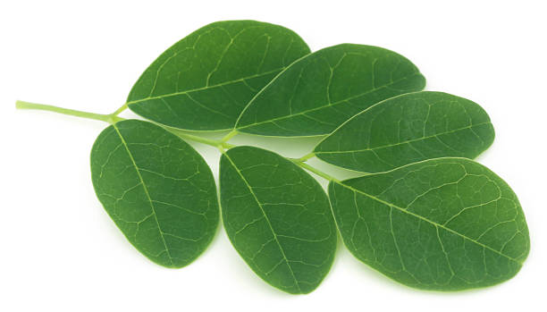 Moringa leaves Moringa leaves over white background moringa leaves stock pictures, royalty-free photos & images