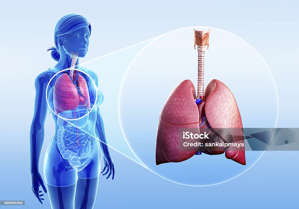 Human lungs anatomy Illustration of human lungs anatomy Abdomen Stock Photo