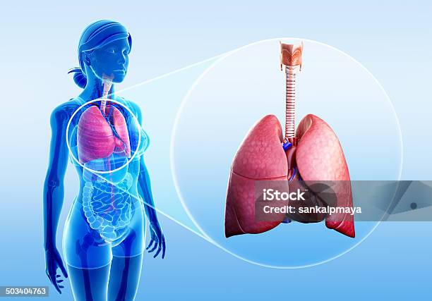 Human Lungs Anatomy Stock Photo - Download Image Now - Abdomen, Alveolus, Anatomy