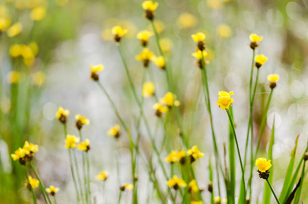 Xyris yellow flowers Xyris yellow flowers or Xyridaceae wild flower in Thailand xyridaceae stock pictures, royalty-free photos & images