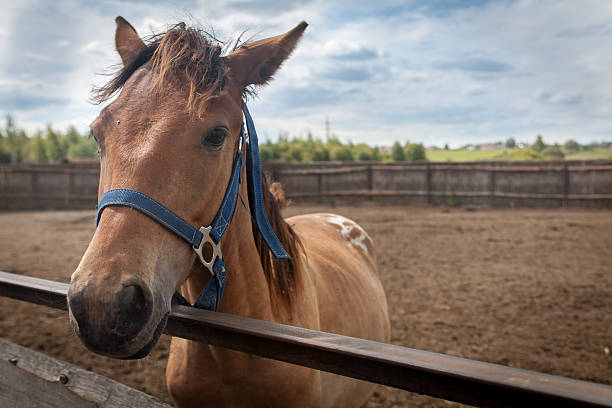 istock little brown foal standing in a stall 503406229