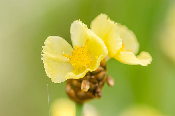 istock Xyris yellow flowers 503406811