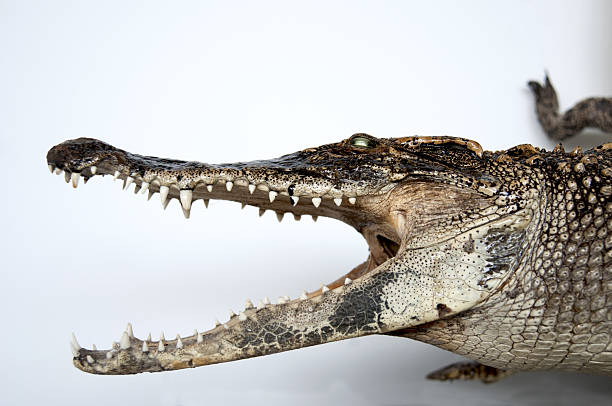 Crocodile Close-up on a white background crocodile mouth. chinese alligator alligator sinensis stock pictures, royalty-free photos & images