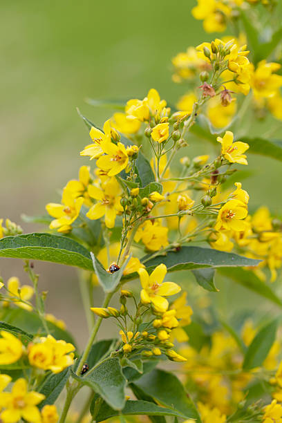 istock Yellow Loosestrife (Lysimachia vulgaris) 503407597