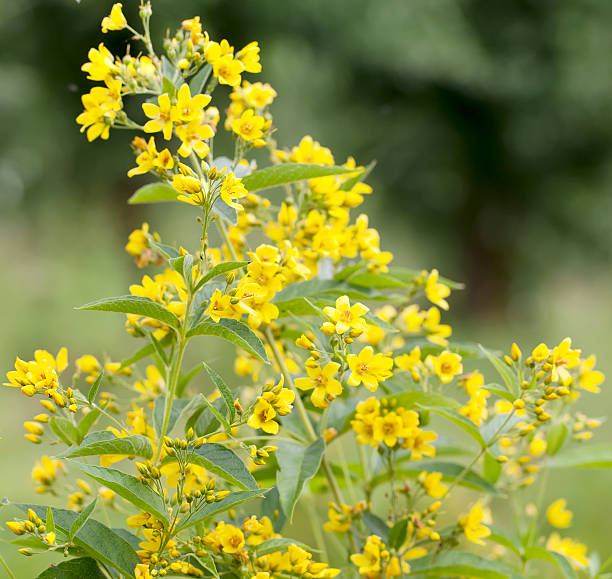Yellow Loosestrife (Lysimachia vulgaris)