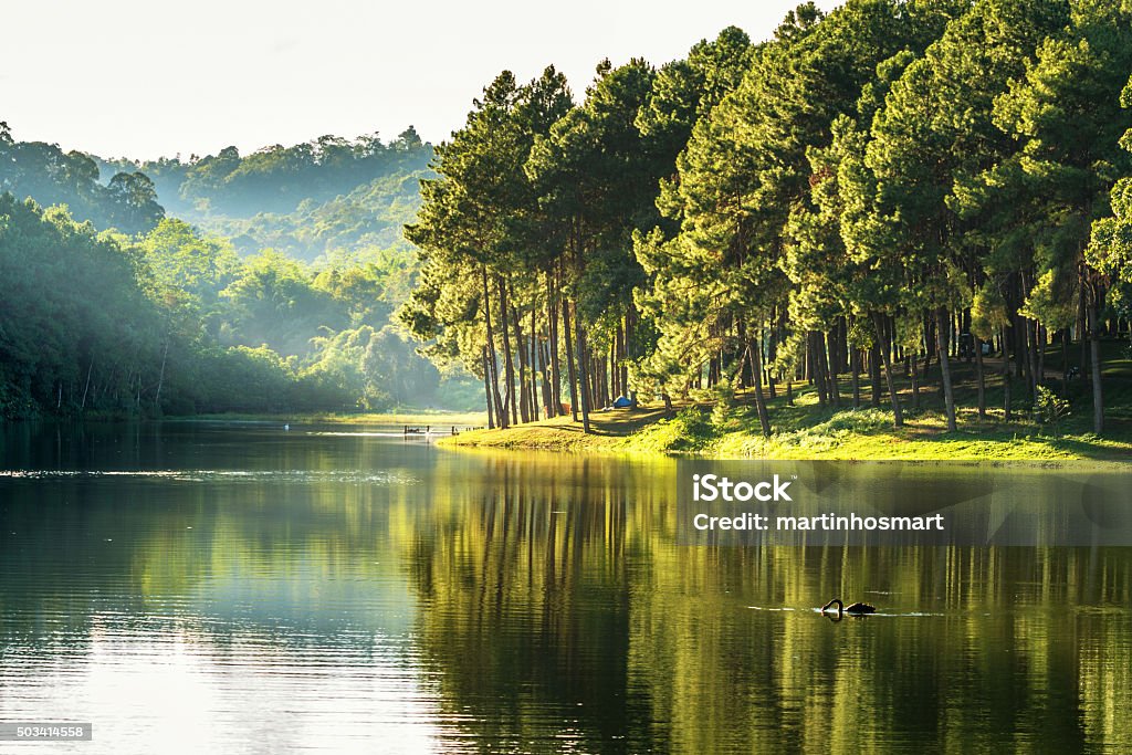 pang ung , reflection of pine tree in a lake pang ung , reflection of pine tree and swan in a lake , meahongson , Thailand Lake Stock Photo