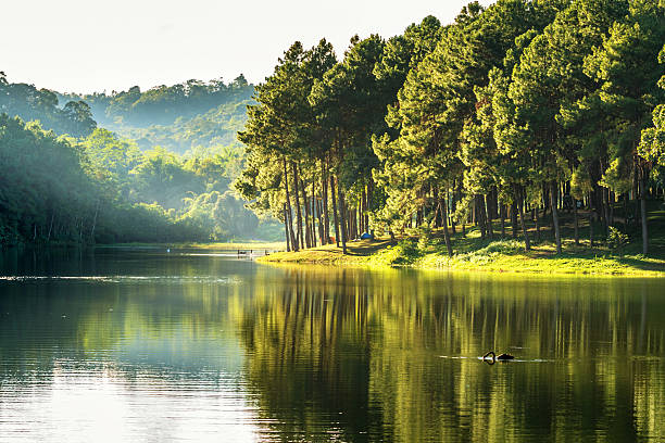 pang ung , reflection of pine tree in a lake pang ung , reflection of pine tree and swan in a lake , meahongson , Thailand grand river stock pictures, royalty-free photos & images