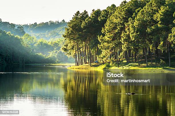 Pang Ung Reflection Of Pine Tree In A Lake Stock Photo - Download Image Now - Lake, Forest, Tree