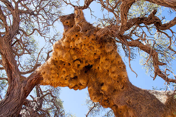 istock Giant Weaver Bird Nests in African Tree, Namibia 503414962