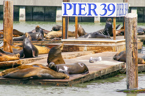 Many sea lions on Pier 39 in San Francisco, California, USA. Symbol of american city and tourist attraction. On rainy day with fog.
