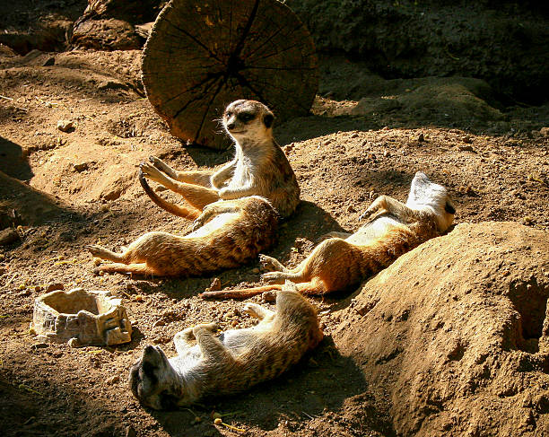 istock meerkats 503416386