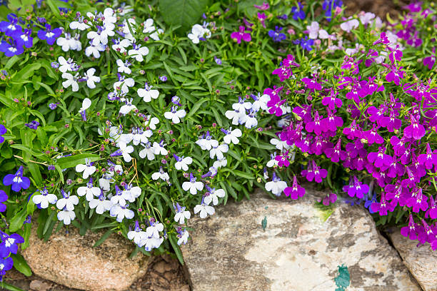istock Small magenta and white flower decorate on stone 503417714