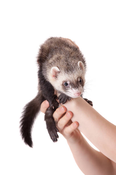 istock portrait of domestic polecat 503418368