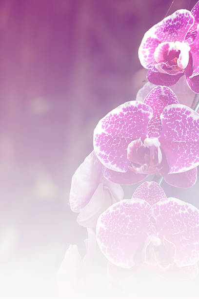 istock blooming phalaenopsis orchid flower 503418974