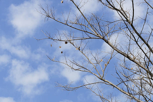 istock bare branch of the tree with blue sky 503419334