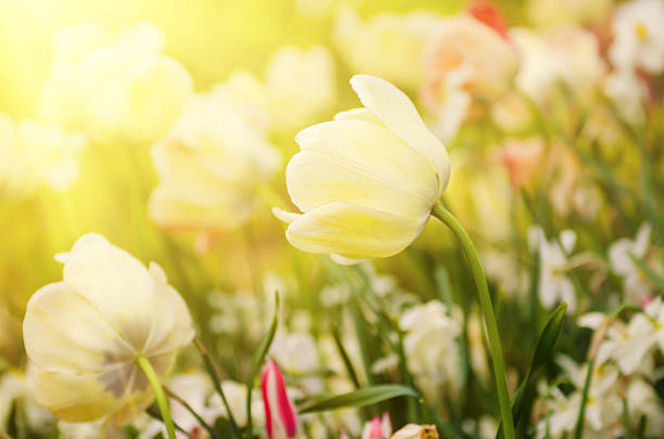 istock White tulip flowers 503420758