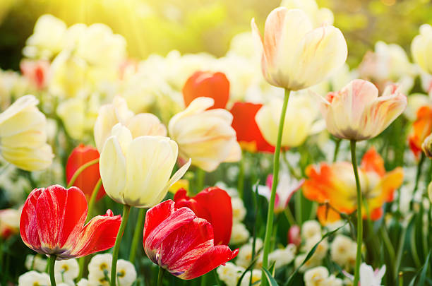 istock Red and white tulip flowers 503420780