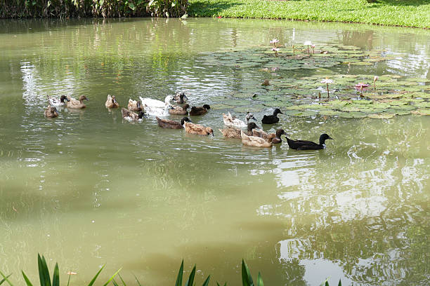 istock duck swimming in the pond 503420790