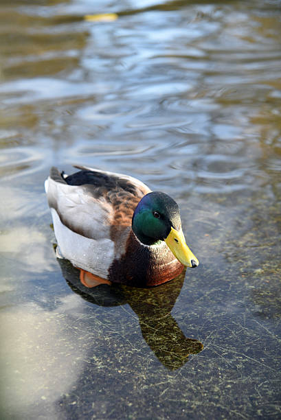 Anas platyrhynchos, Mallard, male duck swimming in the water stock photo