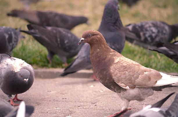 istock pigeons in the city 503421666