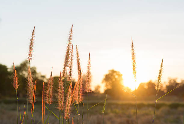 istock Foxtail grasses at sunset, Setaria viridis, selective focus. 503421726