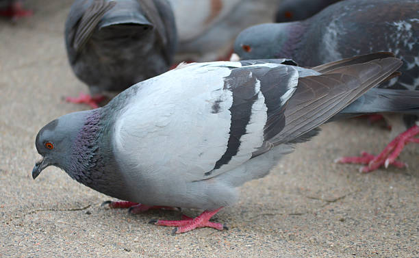 istock pigeons in the city 503421736