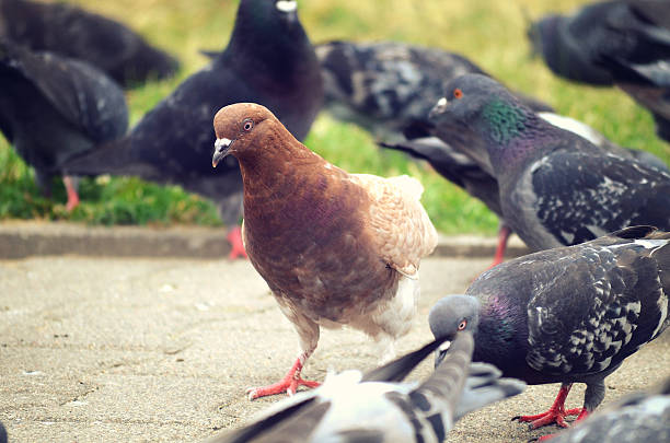 istock pigeons in the city 503421818