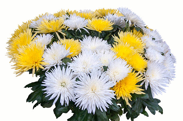 istock Beautiful bouquet of chrysanthemums 503423048