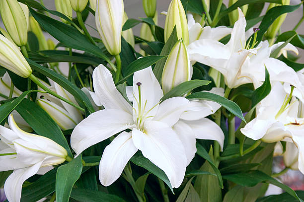 Beautiful bouquet of white lilies stock photo