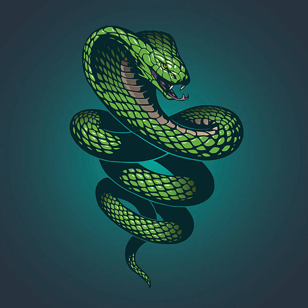 illustrations, cliparts, dessins animés et icônes de serpent illustration - snake cobra vector animal