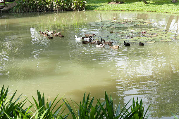 istock duck swimming in the pond 503423972