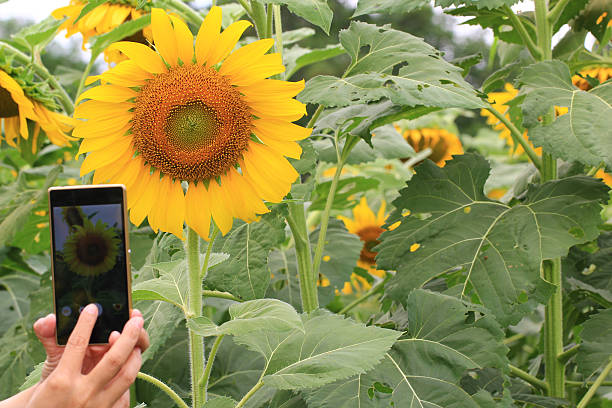 istock Beautiful Sunflowers blooming in the field 503424332